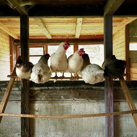 Agriturismo La Vecchia Chioderia Grandola ed Uniti المظهر الخارجي الصورة