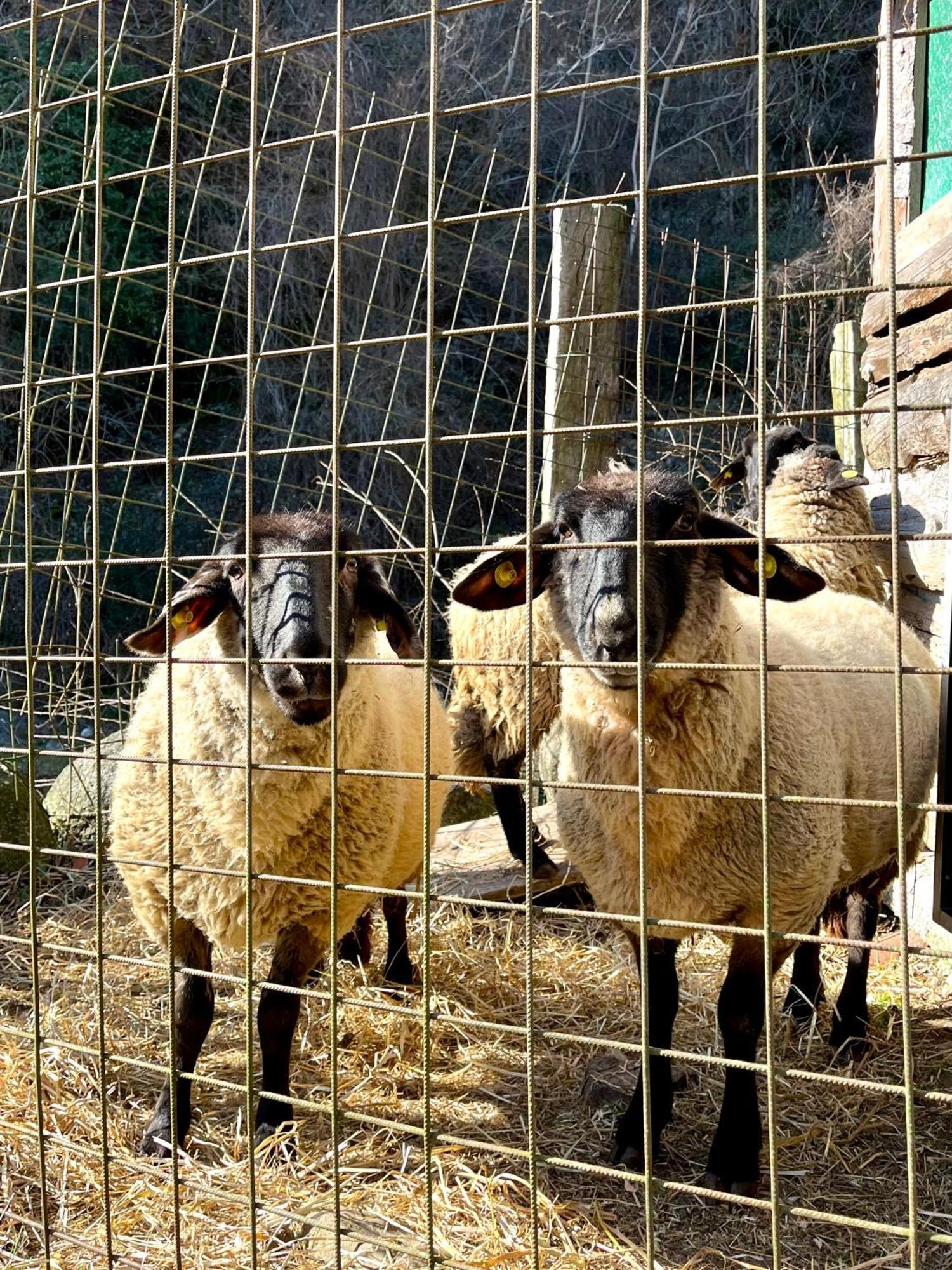 Agriturismo La Vecchia Chioderia Grandola ed Uniti المظهر الخارجي الصورة