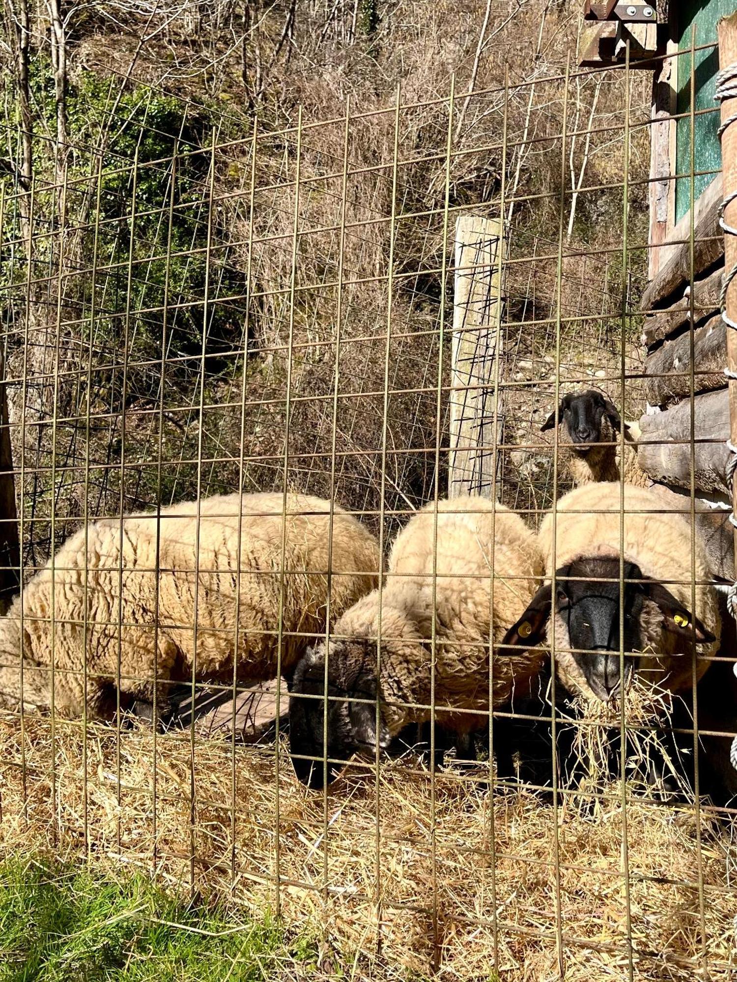 Agriturismo La Vecchia Chioderia Grandola ed Uniti المظهر الخارجي الصورة