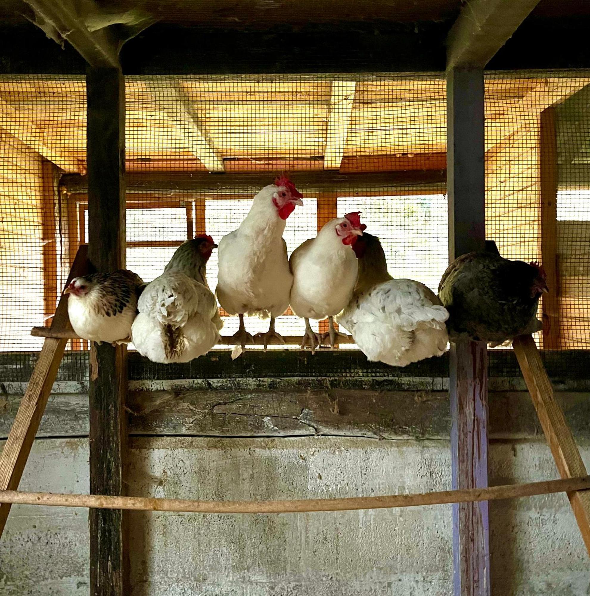 Agriturismo La Vecchia Chioderia Grandola ed Uniti المظهر الخارجي الصورة